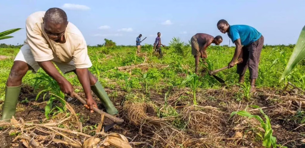 Bénin  : Lancement de la campagne agricole 2026-2027 ce jeudi à N&rsquo;Dali
