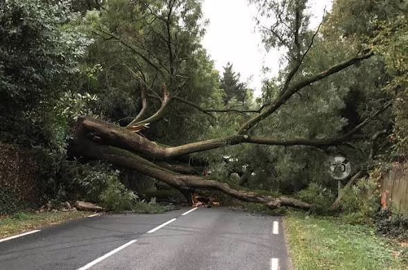 Violents vents à Parakou  :  Arbres déracinés et dégâts matériels enregistrés