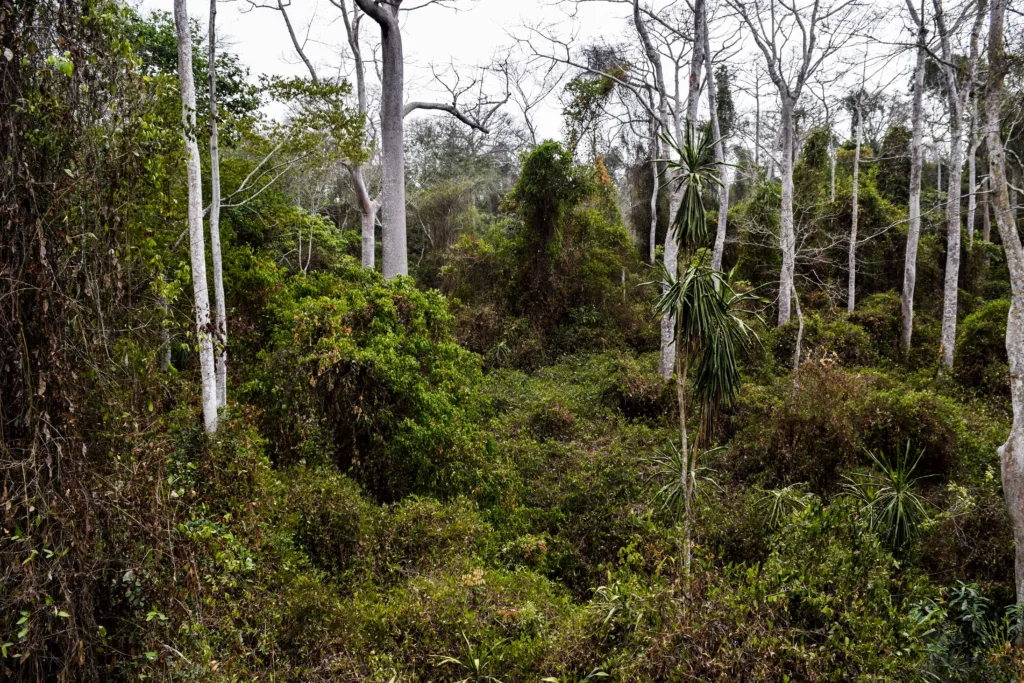 Protection des forêts et de la faune  : Le Bénin adopte un Code de nouvelle génération