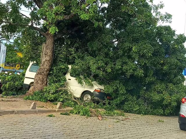 Fortes pluies à Cotonou : Un arbre s’effondre et endommage deux véhicules à Cadjèhoun