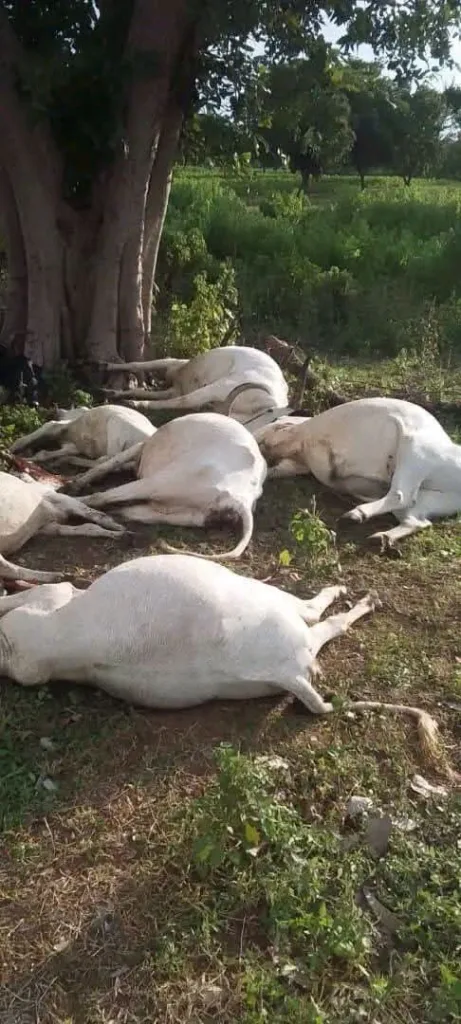 Kalalé : La foudre décime un troupeau et tue 8 boeufs, le jeune berger entre la vie et la mort