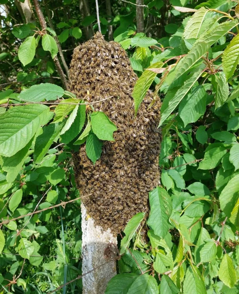 Département du Couffo : Un essaim d’abeilles envahit le marché de Hlassamey,  plusieurs blessés
