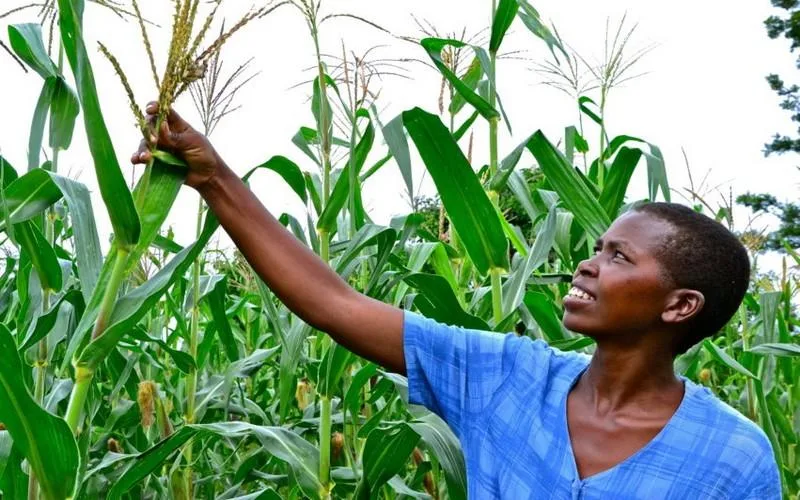 Bénin  : 2.000 producteurs de maïs bientôt couverts par un programme de protection sociale