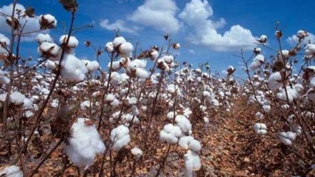 Campagne agricole 2025-2026 au Bénin : Le gouvernement fixe les prix de cession du coton graine et des intrants
